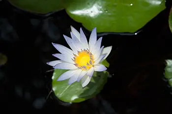 Indonesia Nusa - Lembongan