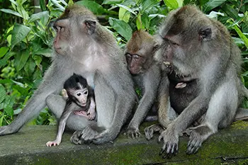 Indonesia Bali - Ubud Monkey Forest