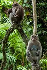 Indonesia Bali - Ubud Monkey Forest