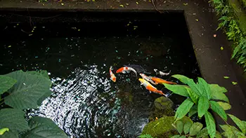 Indonesia Bali - Ubud Monkey Forest