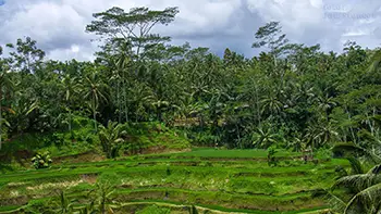 Indonesia Bali - Tegallalang Rice Terraces