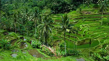 Indonesia Bali - Tegallalang Rice Terraces
