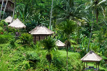 Indonesia Bali - Tegallalang Rice Terraces