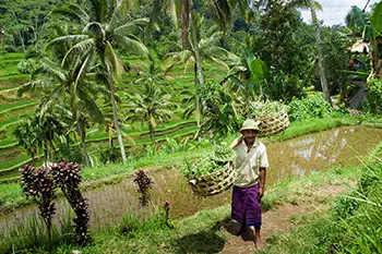Indonesia Bali - Tegallalang Rice Terraces