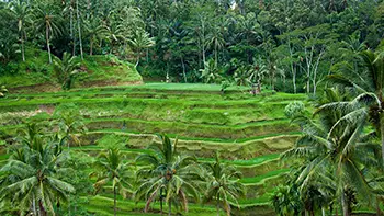 Indonesia Bali - Tegallalang Rice Terraces