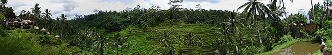 Rice terraces - Bali - Indonesia