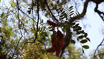 Peru - Lima - Huaca Pucllana