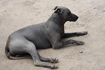 Peru - Lima. Peruvian Hairless Dog