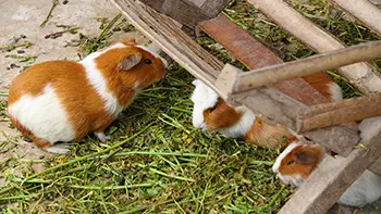 Peru - Lima. Guinea pigs