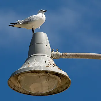 Mewa czerwonodzioba - Zachodnia Australia