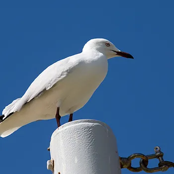 Mewa czerwonodzioba - Zachodnia Australia