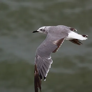 Mewa karaibska - Zatoka Meksykańska