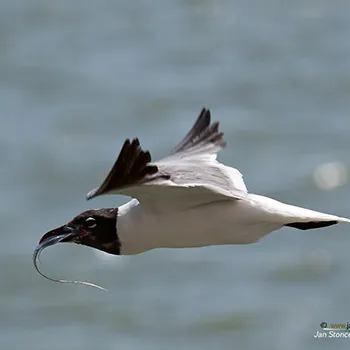 Mewa karaibska - Zatoka Meksykańska