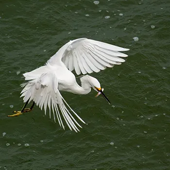 Czapla Śnieżna - Maracaibo
