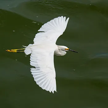 Czapla Śnieżna - Maracaibo - Wenezuela