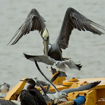 Ptaki morskie - Zatoka Meksykańska