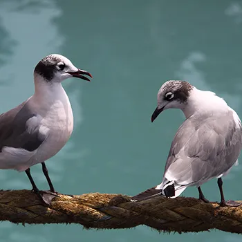 Mewa preriowa - Peru - Pacyfik