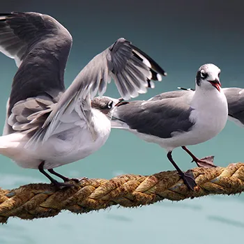 Mewa preriowa - Peru - Pacyfik