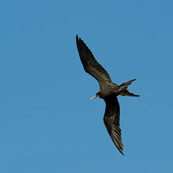 Fregata wielka - Panama