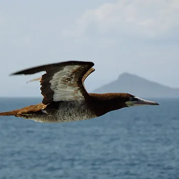 Głuptak - Ameryka Środkowa - Ocean Spokojny