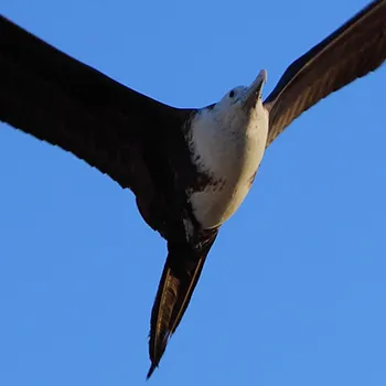 Fregata wielka - Panama