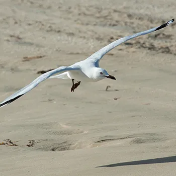 Mewa czerwonodzioba - Zachodnia Australia