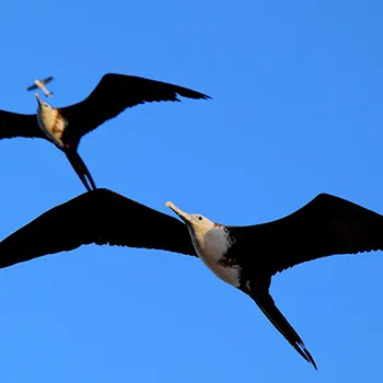 Fregata wielka - Panama