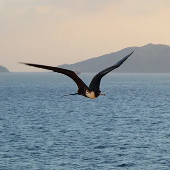 Fregata wielka - Panama