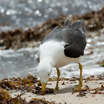 Mewa grubodzioba - Zachodnia Australia