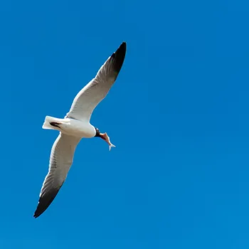 Mewa karaibska - Zatoka Meksykańska