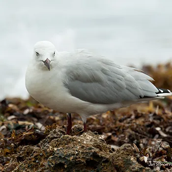 Mewa czerwonodzioba - Zachodnia Australia