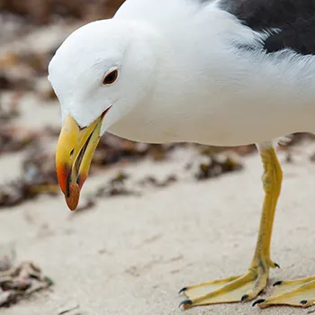 Mewa grubodzioba - Zachodnia Australia