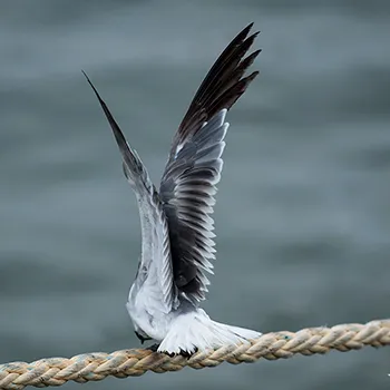 Mewa karaibska - Zatoka Meksykańska