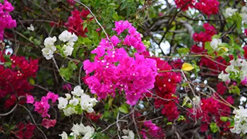 Wyspy Dziewicze Stanów Zjednoczonych - Saint Croix