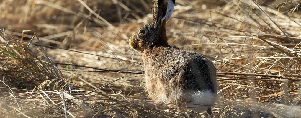 Zwierzęta pól i lasów